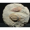 trilobites-megitaspis-hammondi