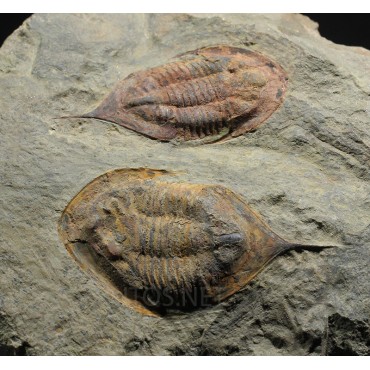 trilobites-megitaspis-hammondi