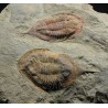 trilobites-megitaspis-hammondi