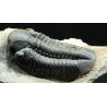 Trilobites reedops-cephalotes  -