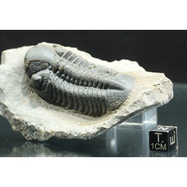 Trilobites reedops-cephalotes  -