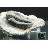 Trilobites reedops-cephalotes  -