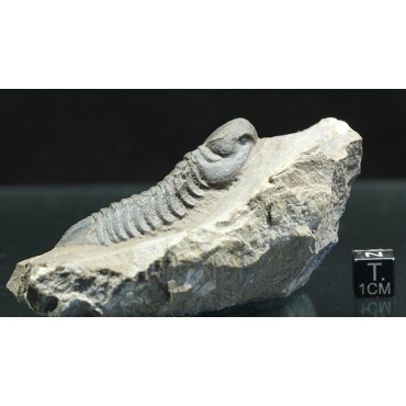 Trilobites reedops-cephalotes  -
