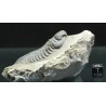 Trilobites reedops-cephalotes  -
