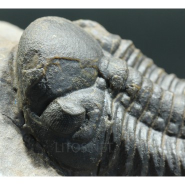 Trilobites reedops-cephalotes  -