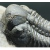 Trilobites reedops-cephalotes  -