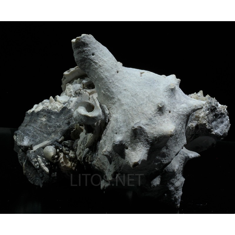 Echinofulgun echinatum Echinofulgun echinatum