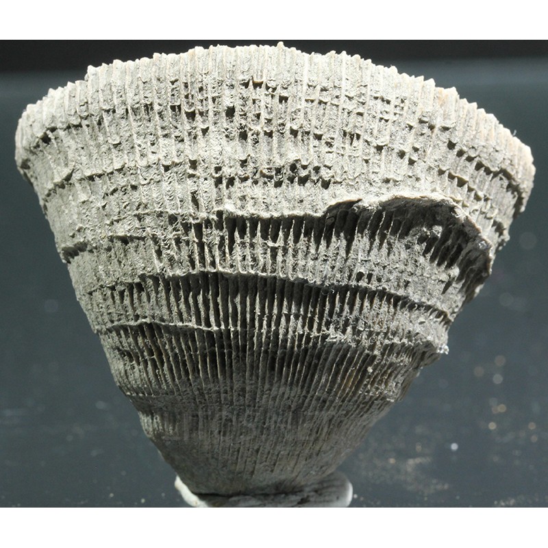 Aulosmidia vidali Aulosmidia vidali