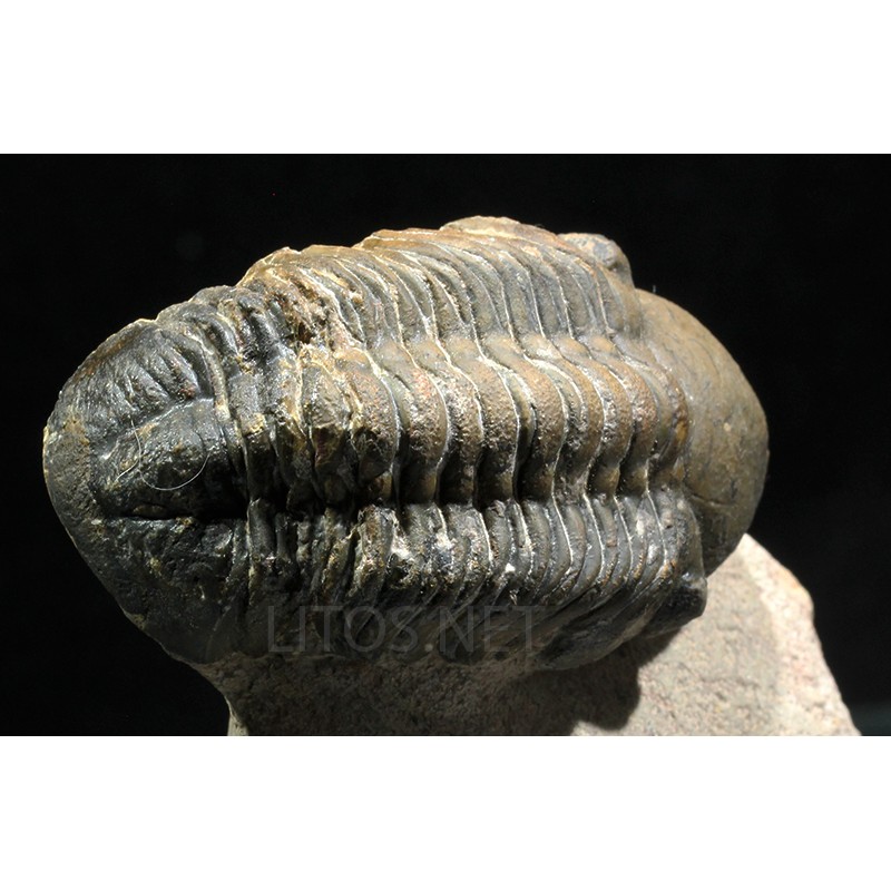 Trilobites reedops-cephalotes - Trilobites reedops-cephalotes -