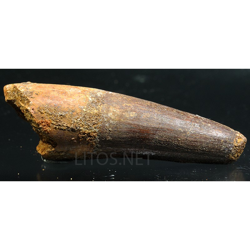 Spinosaurus aegyptiacus diente fosil Spinosaurus aegyptiacus diente fosil