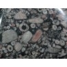 Crinoideo fosil colgante - Litos