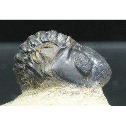 Trilobites reedops-cephalotes -