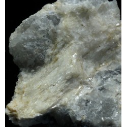 Prismatina