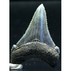 Carcharocles auriculatus