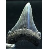 Carcharocles auriculatus