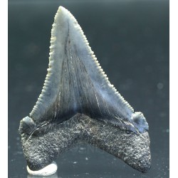 Carcharocles auriculatus