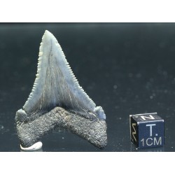 Carcharocles auriculatus