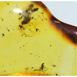 Ámbar con insectos
