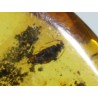 Ámbar con insectos