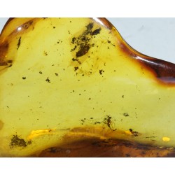Ámbar con insectos