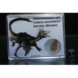 Diente de deltadromeosaurus-agilis