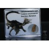 Diente de deltadromeosaurus-agilis