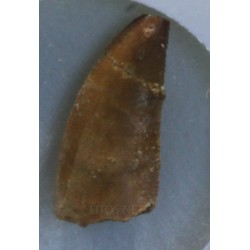 Diente de deltadromeosaurus-agilis