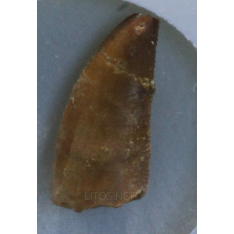 Diente de deltadromeosaurus-agilis Diente de deltadromeosaurus-agilis