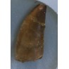 Diente de deltadromeosaurus-agilis