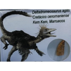Diente de deltadromeosaurus-agilis