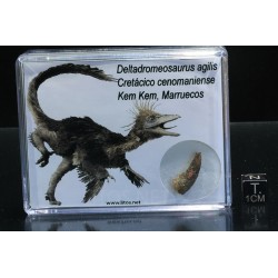 Diente de deltadromeosaurus-agilis