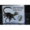 Diente de deltadromeosaurus-agilis
