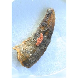 Diente de deltadromeosaurus-agilis