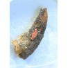 Diente de deltadromeosaurus-agilis