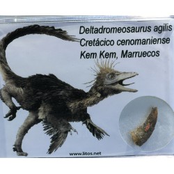 Diente de deltadromeosaurus-agilis