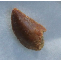 Diente de deltadromeosaurus-agilis
