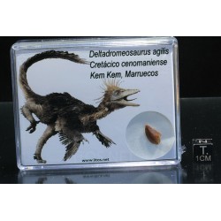 Diente de deltadromeosaurus-agilis