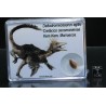 Diente de deltadromeosaurus-agilis