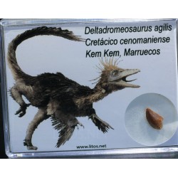 Diente de deltadromeosaurus-agilis