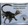 Diente de deltadromeosaurus-agilis