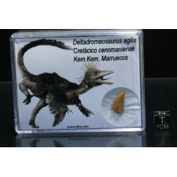 deltadromeosaurus-agilis diente