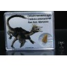 deltadromeosaurus-agilis diente