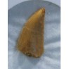 deltadromeosaurus-agilis diente