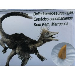 deltadromeosaurus-agilis diente