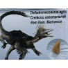 deltadromeosaurus-agilis diente