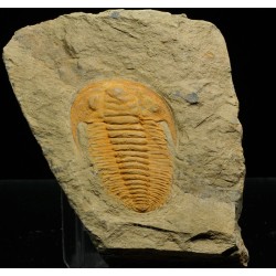 trilobites-hamatolenus-sp