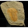 trilobites-hamatolenus-sp