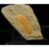 trilobites-hamatolenus-sp