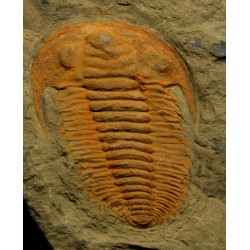 trilobites-hamatolenus-sp