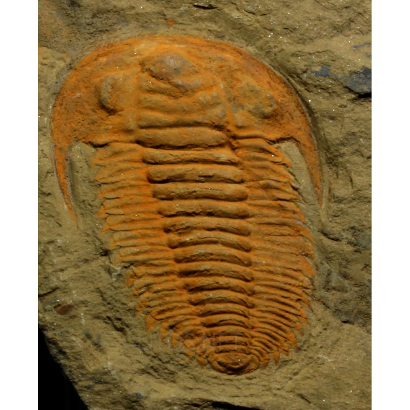 trilobites-hamatolenus-sp trilobites-hamatolenus-sp